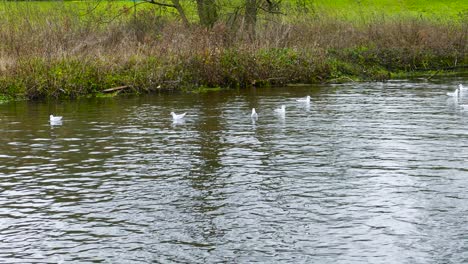 A-flock-of-white-seagulls-fighting-the-fast-flowing-waters-of-the-Thetford-Little-River,-despite-the-birds-best-paddling-efforts-they-are-rapidly-pushed-downstream-in-Norfolk,-England