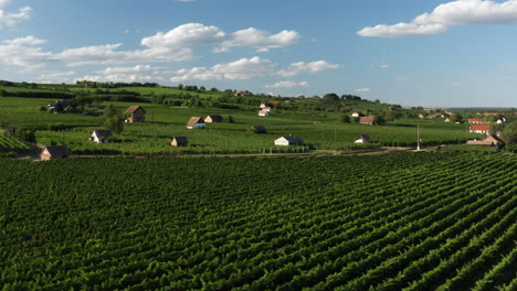 Picturesque-View-Of-Countryside-Vineyards-In-Villany,-Hungary