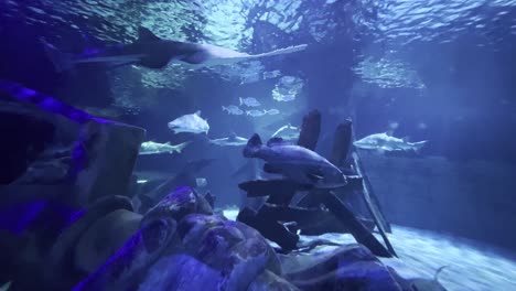 variaty-of-big-sea-fish-swmming-in-an-aquarium