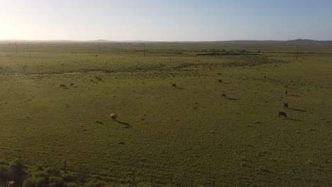 Sobrevuelo-Aéreo-Hermosos-Pastos-Verdes-Con-Vacas-Marrones-Pastando-Durante-La-Puesta-De-Sol-En-El-Campo-De-Uruguay