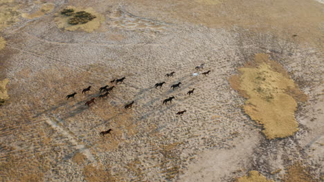 Laufende-Wildpferde-In-Kayseri,-Türkei-Bei-Sonnenaufgang---Drohnenaufnahme-Aus-Der-Luft