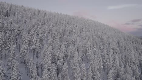 Schneebedeckte-Bäume