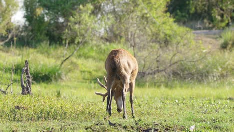 Grazing-male-Marsh-Deer-in-pristine-wetland-area