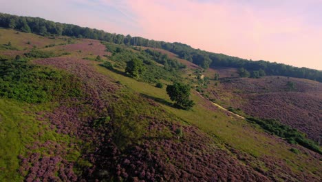 Veluwe-National-Park-blooming-heather,-FPV-drone-view-flyover