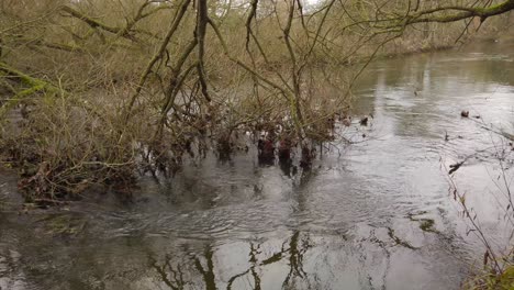 Eine-Einspielung-Des-Ruhig-Fließenden-Wassers-Des-Kleinen-Flusses-Thetford,-Das-Wasser,-Das-Um-Einen-Umgestürzten-Baum-Herumdrückt,-Während-Es-Flussabwärts-In-Norfolk,-England,-Fließt