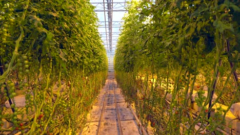 Grüner-Tomatenanbau-Im-Inneren-Eines-Gewächshaus-Agribusiness-Hintergrunds