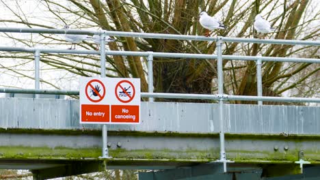 No-entry,-no-canoeing-warning-on-a-metal-bridge---seagulls-sat-on-bars