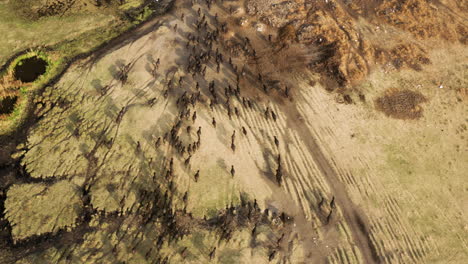 Aerial-Shot-Of-Large-Group-Of-Cattle-Herded-Back-Home-During-Sunset-In-Kayseri,-Cappadocia-Turkey