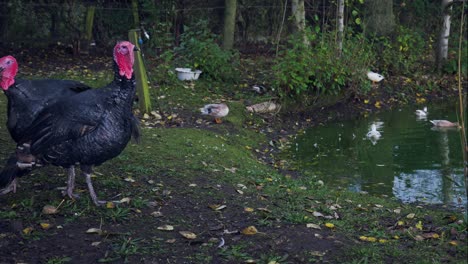 Pair-Red-necked-wattle-turkey's-strutting-around-farm-duck-pond