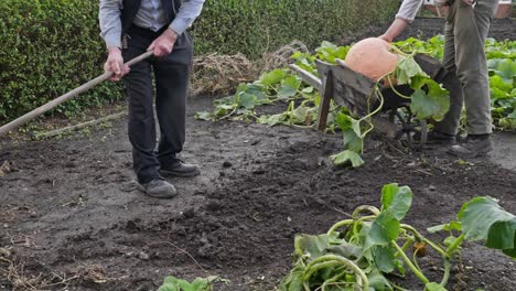 Active-male-friends-in-organic-vegetable-plot-hoe-garden-soil