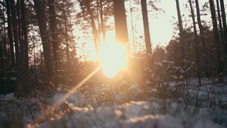 Golden-sunset-in-the-winter-season-forest