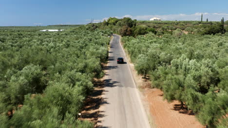 Follow-Shot-Of-A-Car-Driving-Along-The-Road-With-Olive-Orchard-In-Peloponnese,-Greece