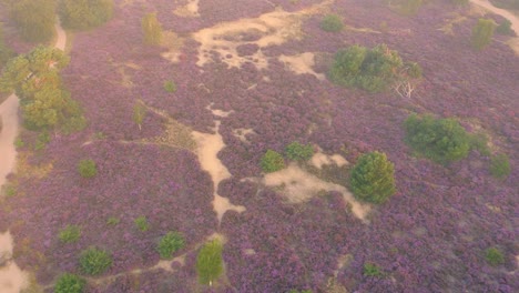 Aerial-view-of-the-heath-fields-in-Veluwe-National-Park-in-the-Netherlands