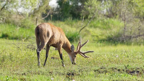 Dripping-wet-Marsh-Deer-stag-walks-on-riverbank