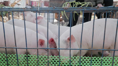 Feeding-four-pink-pigs-inside-a-cage,-livestock-industry-in-Asia,-close-up-shot