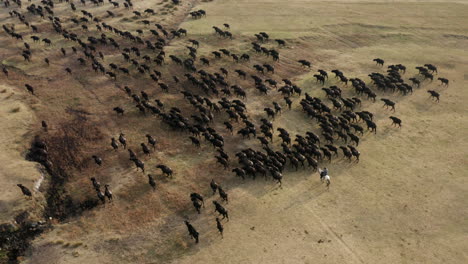 Herding-Cattle---Farmer-Riding-Horse-Behind-Large-Herd-Of-Cattle-Going-Back-Home-Before-Sunset