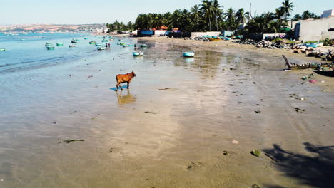 A-cow-is-gracefully-walking-along-a-slightly-polluted-sand-beach-in-South-Vietnam-in-a-fishermen's-town