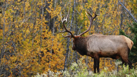 Close-up-of-large-bull-elk-in-Canadian-forest,-breathing-out-steam-in-cold-air