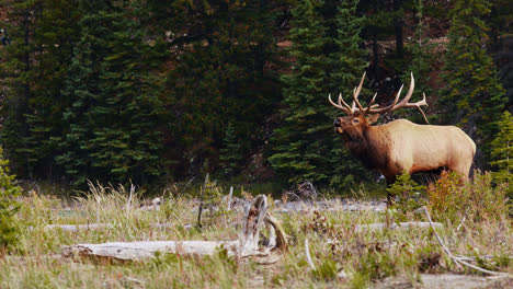Huge-bull-Roosevelt-Elk-in-rut-bugles-to-attract-a-mate,-turns-to-walk-away