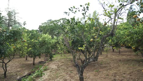 Citrus-and-Orange-Trees-Growing-in-San-Anton-Gardens-on-a-Rainy-Wet-Day