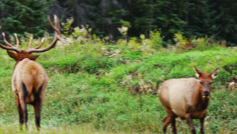 Bull-elk-chases,-sniffs-rear-end-of-female-during-mating-season,-or-rut