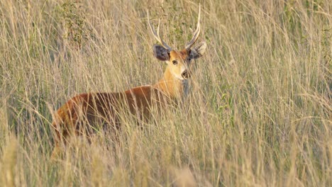 Still-male-Marsh-Deer-in-tall-grass-blends-in-perfectly-with-surroundings