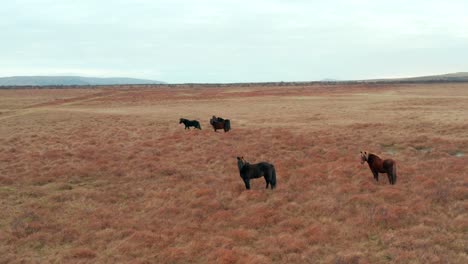 Aerial-orbiting-over-wild-horses-herding-on-natural-fields-Landscape,-Iceland