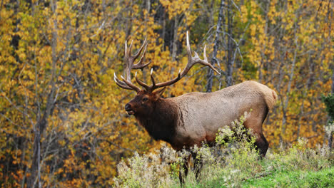 Bull-elk-stops-on-small-hill-in-forest,-bugles-for-mate-in-cold-autumn-air