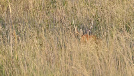 Marsh-Deer-stag-moving-gracefully-through-thick-vegetation,-shot-from-behind