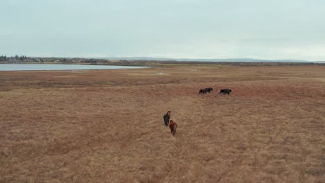 Tracking-shot-of-a-group-of-wild-horses-calmly-walking-in-the-grasslands-of-the-plains,-aerial-drone-view