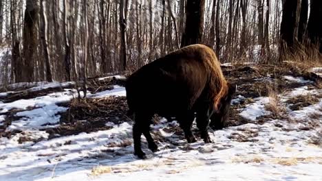 closeup-sunny-winter-sunrise-buffalo-eating-sulfur-deposits-from-the-roadside-at-Elk-Island-Park-in-Alberta-Canada-National-Park-habitat-by-the-forest-bushes-where-the-brown-coated-bison-roam-free-2-2