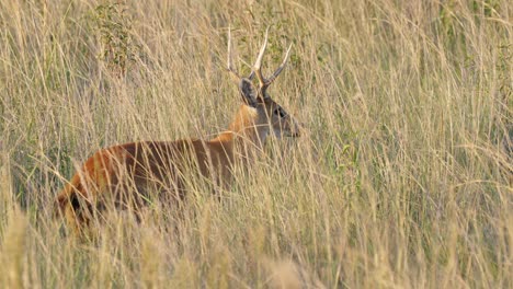 Alert-Marsh-Deer-stag-in-tall-grass-of-marsh-area-in-Pantanal