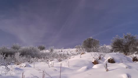 Looking-up-at-snowed-in-winter-shrubs-on-hill-against-blue-sky