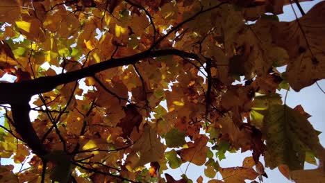 Video-of-Movement-Slowly-Upwards-A-Tree-Through-Maple-Leaves-In-Autumn,-Slow-Motion,-close-up