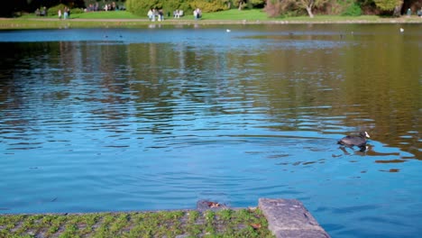 Gewöhnliches-Blässhuhn,-Das-In-Einem-Teich-In-Einem-Europäischen-Park-Wegschwimmt