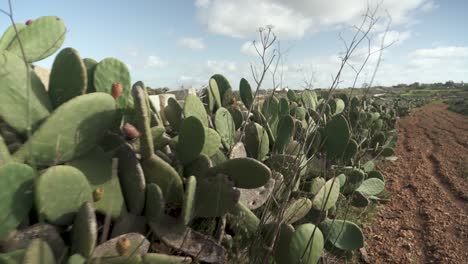 Cactus-Plantados-En-Fila-Junto-A-Tierras-De-Cultivo-En-Malta