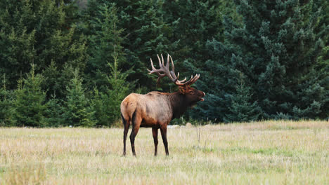 Lone-bull-Roosevelt-Elk-in-field-on-edge-of-forest-calls-for-female-during-rut