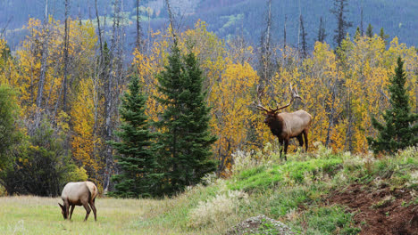 Bull-elk-stands-on-small-hill-bugling-while-female-elk-grazes-in-meadow-below