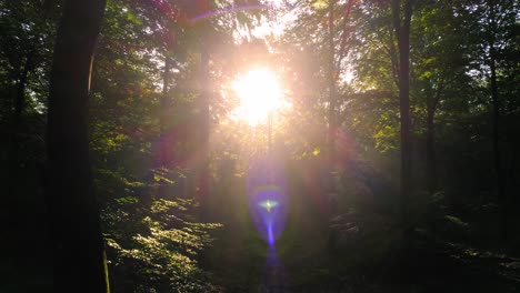 Wald-Bäume-Im-Grünen-Wald-Natur-Magie-Sonnenstrahl-Sonnenschein-Atmosphäre