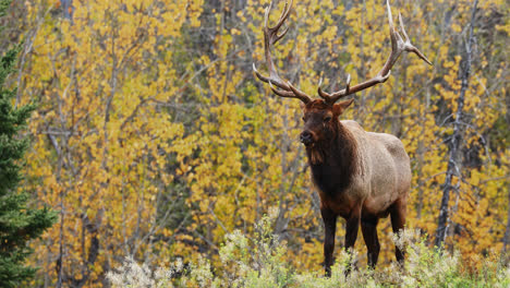 Majestic-adult-bull-elk-stands-in-Canadian-forest-during-autumn-mating-season