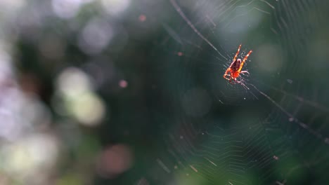 Spider-close-up-on-a-Web-Against-a-Background-of-Green-Nature