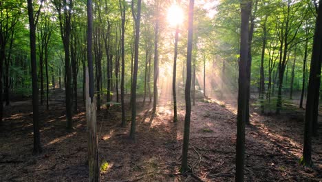 Goldgelbe-Morgenwaldsonnenstrahlen-Durch-Dünne-Bäume