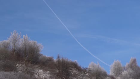 Looking-up-at-winter-shrubs-with-airplane-trail-on-blue-sky