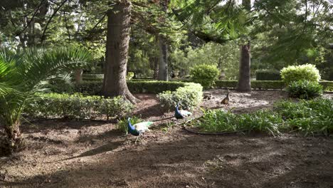 Family-of-Peacocks-Walking-Among-Plants-in-The-San-Anton-Gardens-on-a-Bright-Sunny-Day