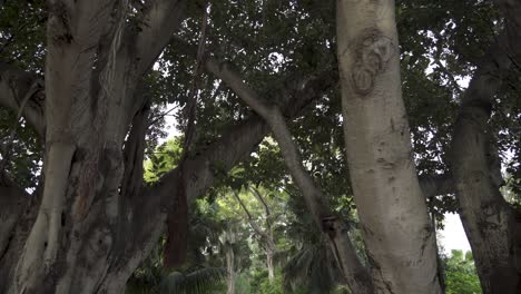 Reveal-Shot-of-Two-Big-Trees-with-Vines-Hanging-From-Branches-in-San-Anton-Gardens
