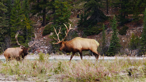Two-large-bull-elk-in-rut-graze-with-females-by-river-bank