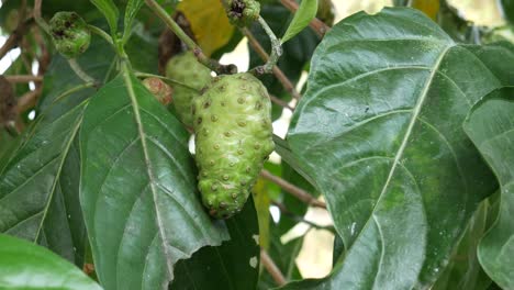 Fruits-of-Noni-with-green-leafs