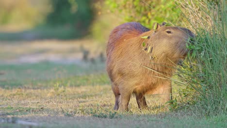Das-Semiaquatische-Capybara,-Das-In-Freier-Wildbahn-Auf-Gras-Weidet