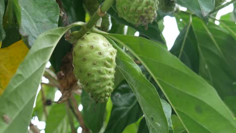Früchte-Von-Noni-Mit-Grünen-Blättern,-Morinda-Citrifolia