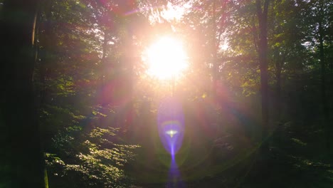 Zauberwald-Mit-Sonnenstrahlen-Durch-Bäume,-Drohne-Rückwärts